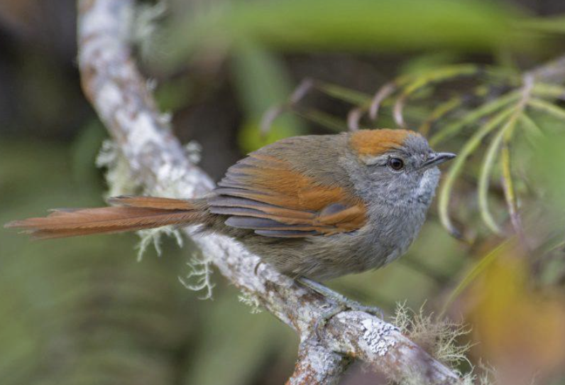Día Mundial del Hábitat: rutas de senderismo y turismo de naturaleza en Cundinamarca